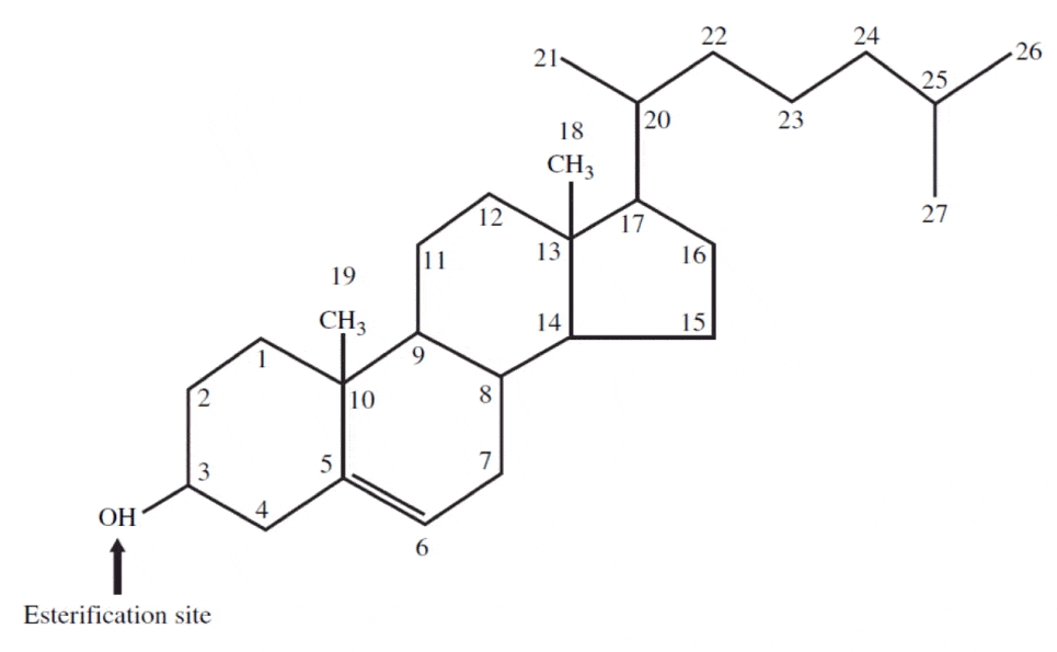 Cholesterol molecule