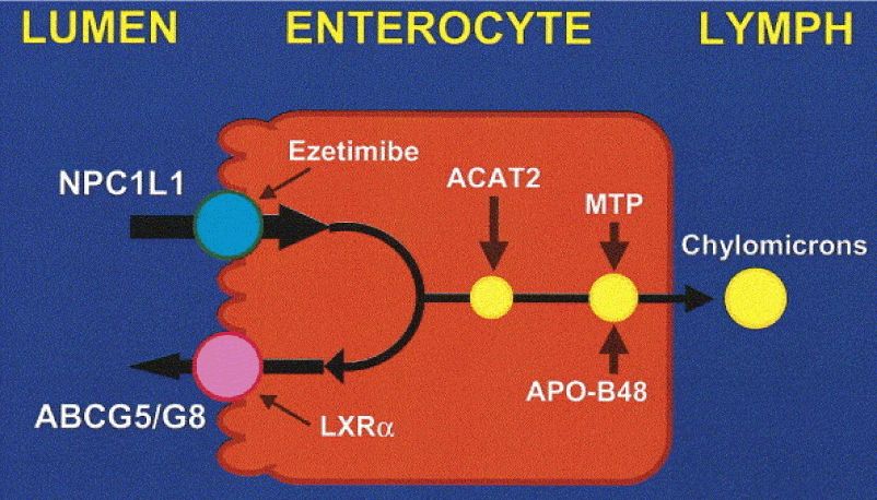 Enterocyte