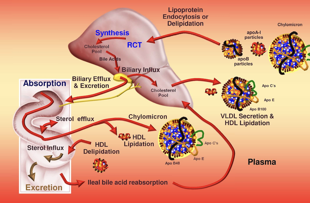 Cholesterol trafficking