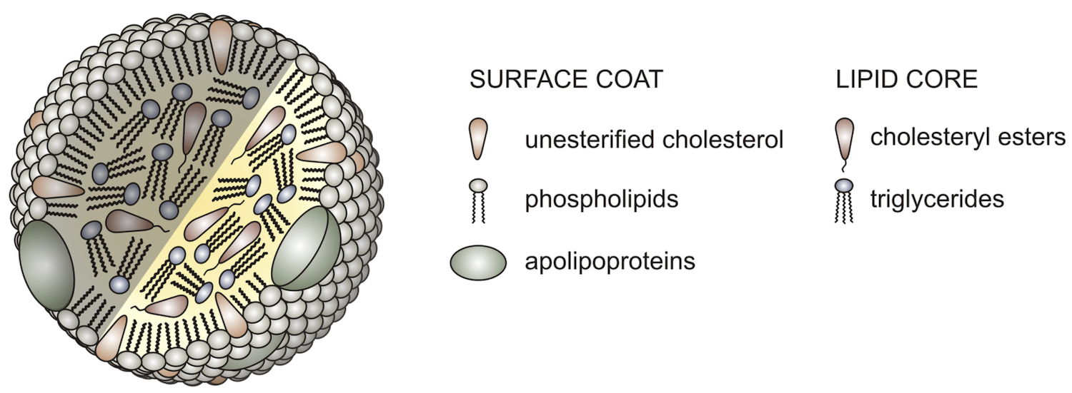 Structure of a Lipoprotein