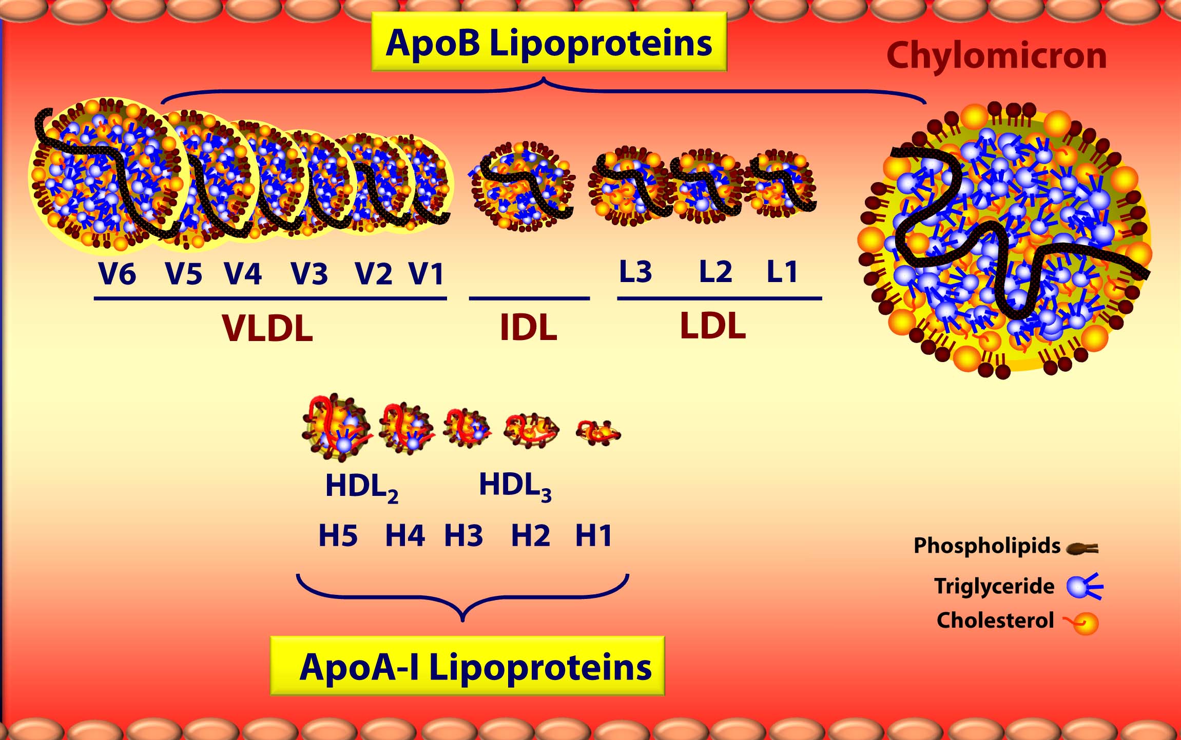 lipoproteins-class-subclass