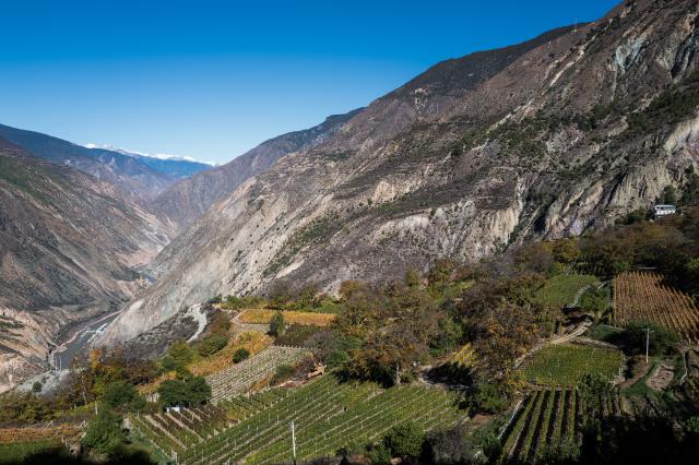 Vineyard at the foot of the Hymalayas